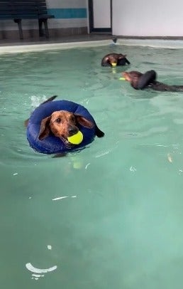 Dachshund nadando em piscina com bola de cachorro na boca