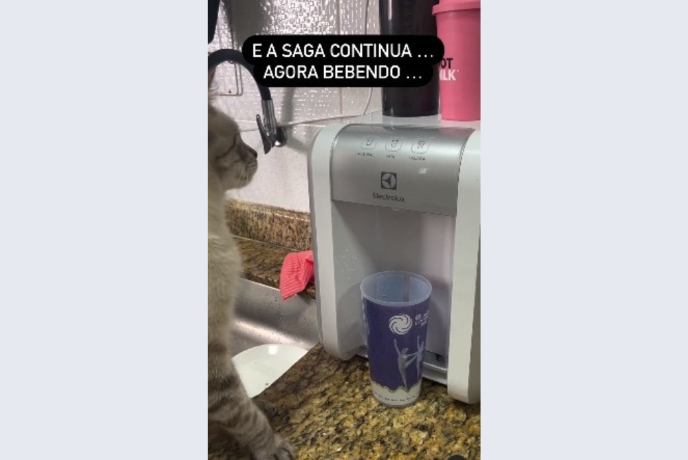 gato sentado na pia olhando para bebedouro