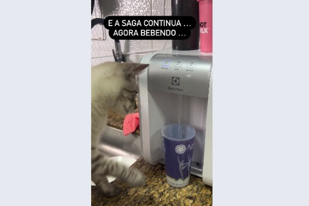 gato em cima da pia da cozinha na frente de um filtro