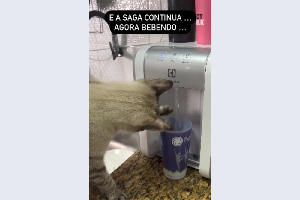 Gato em cima da pia mexendo com a água do filtro