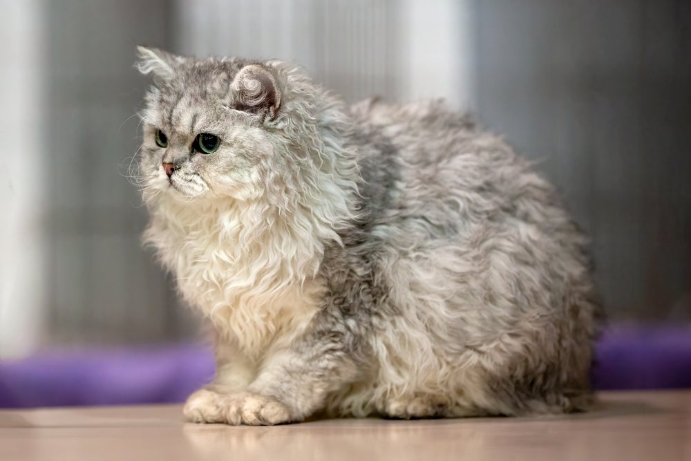 Gato da raça Selkirk Rex com pelagem volumosa e com tons de cinza sentado de lado