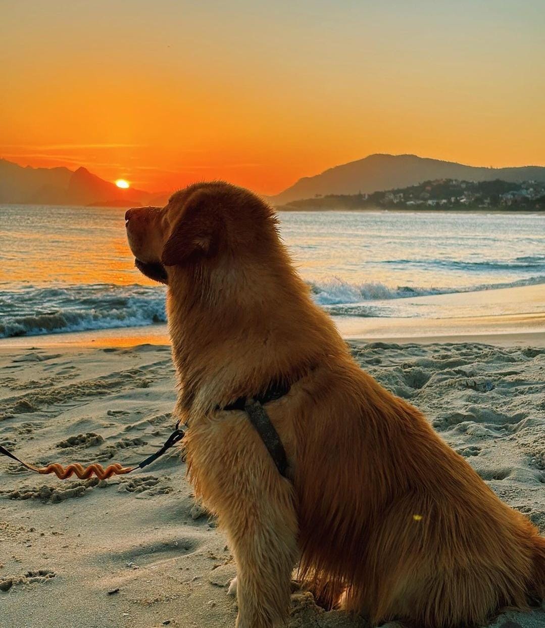 Golden Retriever sentado na areia olhando pôr do sol