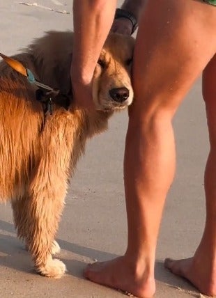 Golden Retriever recebendo carinho de homem na praia