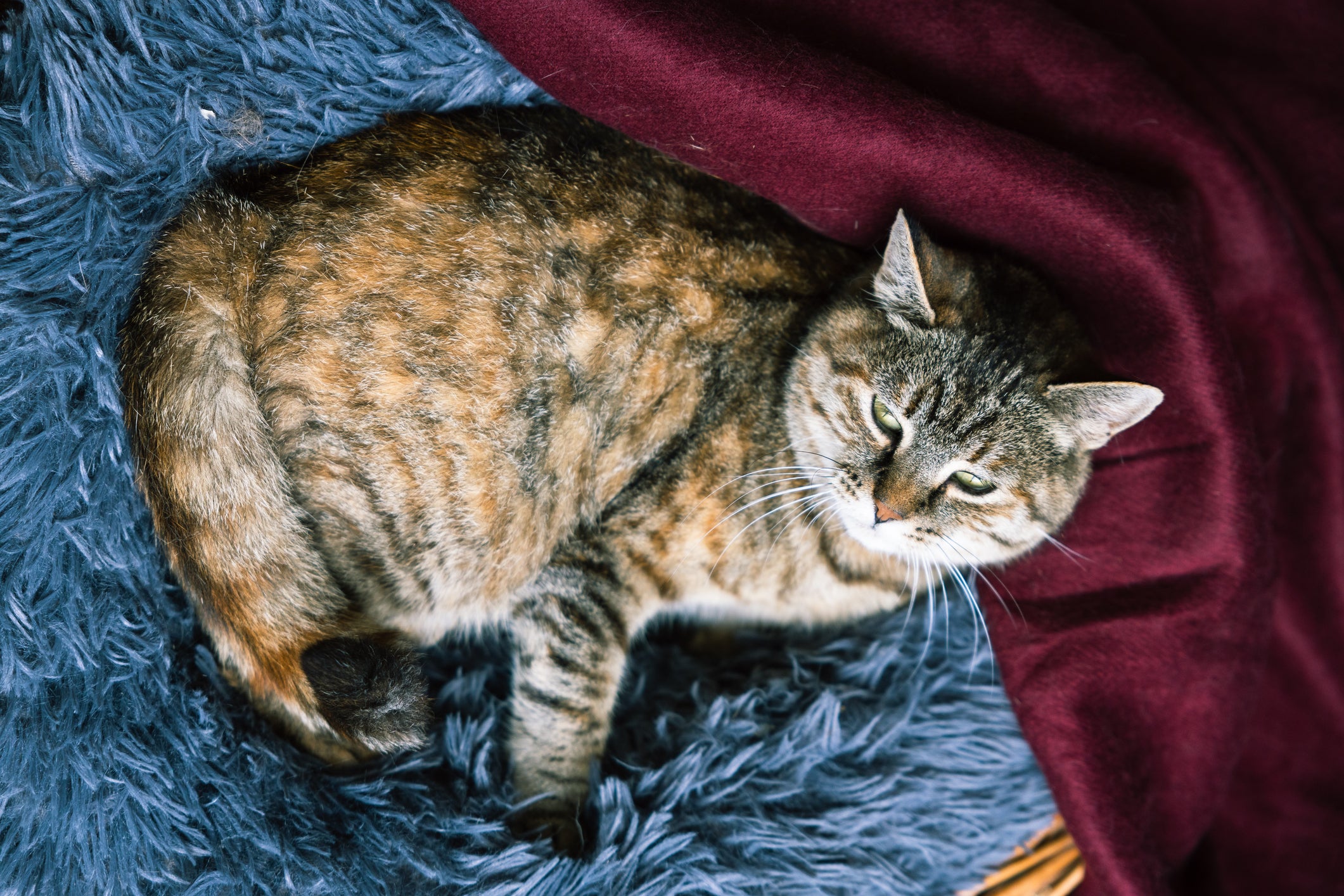 Gato deitado em tapete azul descansando
