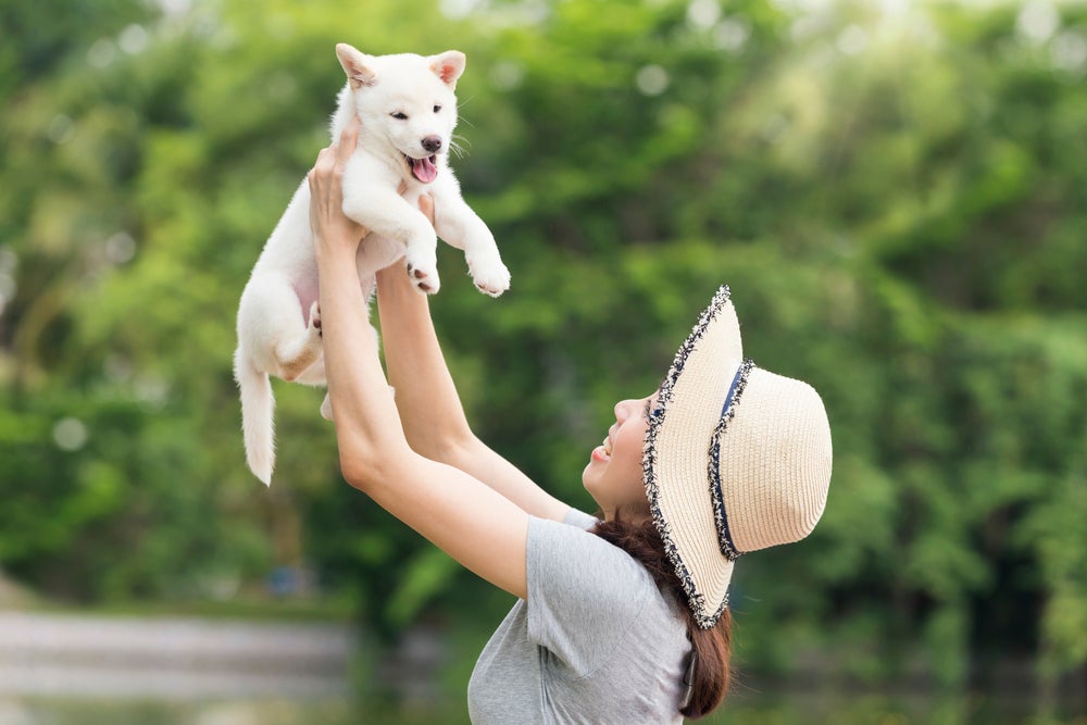 cão da raça Hokkaido filhote suspenso no ar por mulher oriental