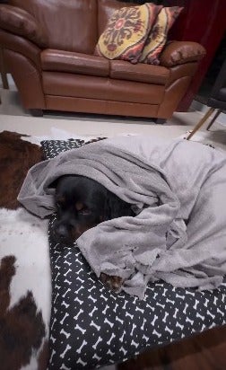 Rottweiler deitado embaixo de edredom