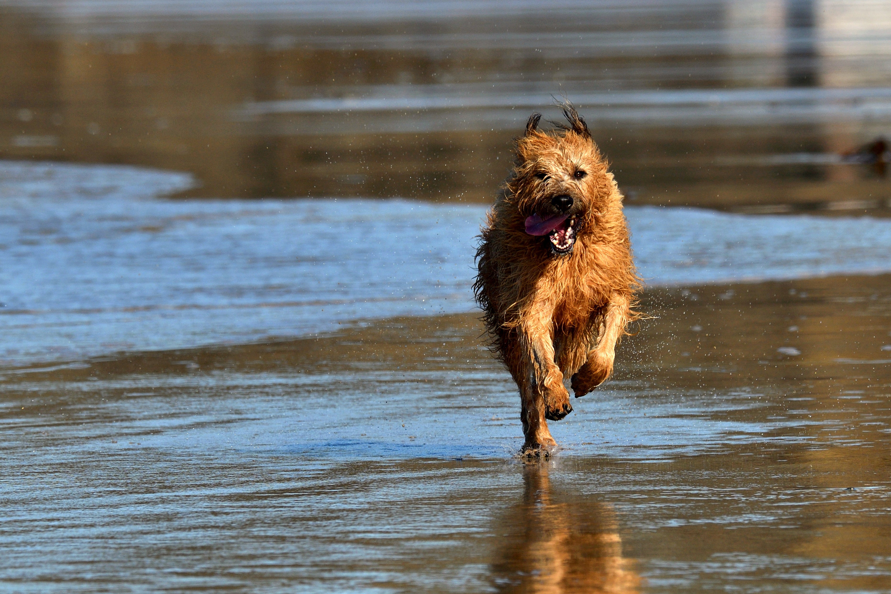Terrier Irlandês correndo na praia