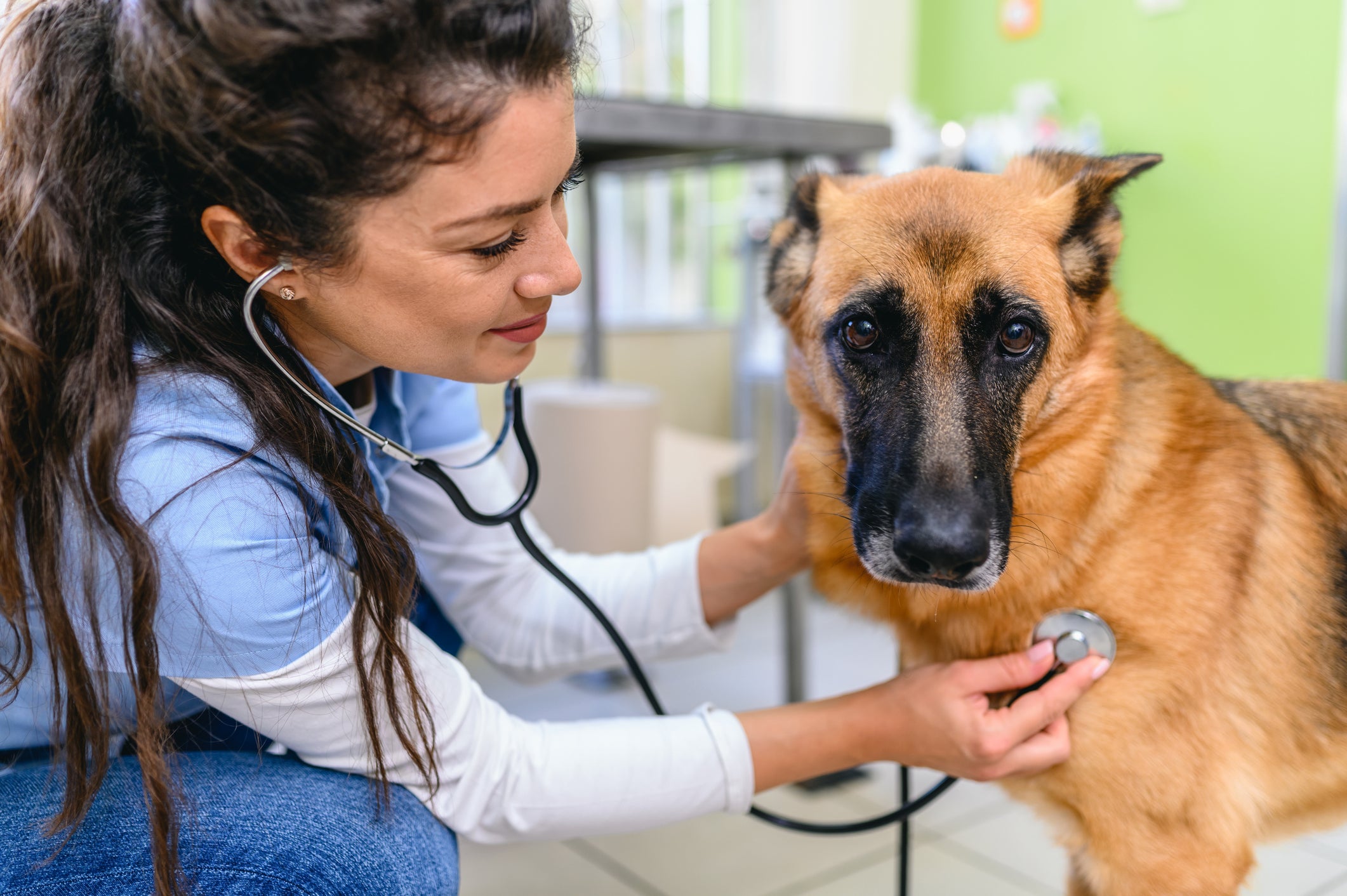 VETERINÁRIA OUVINDO O CORAÇÃO DE UM PASTOR ALEMÃO