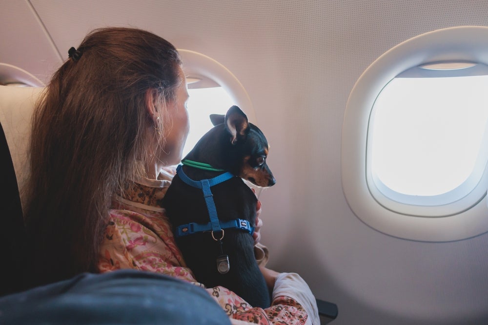 mulher segurando cachorro Pinscher no colo dentro de avião 