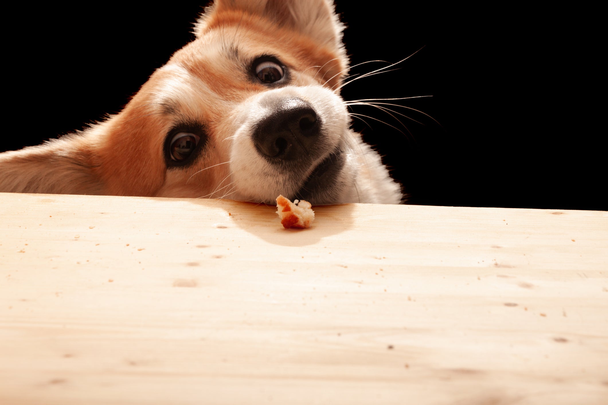 Cão pegando pedaço de comida em bancada