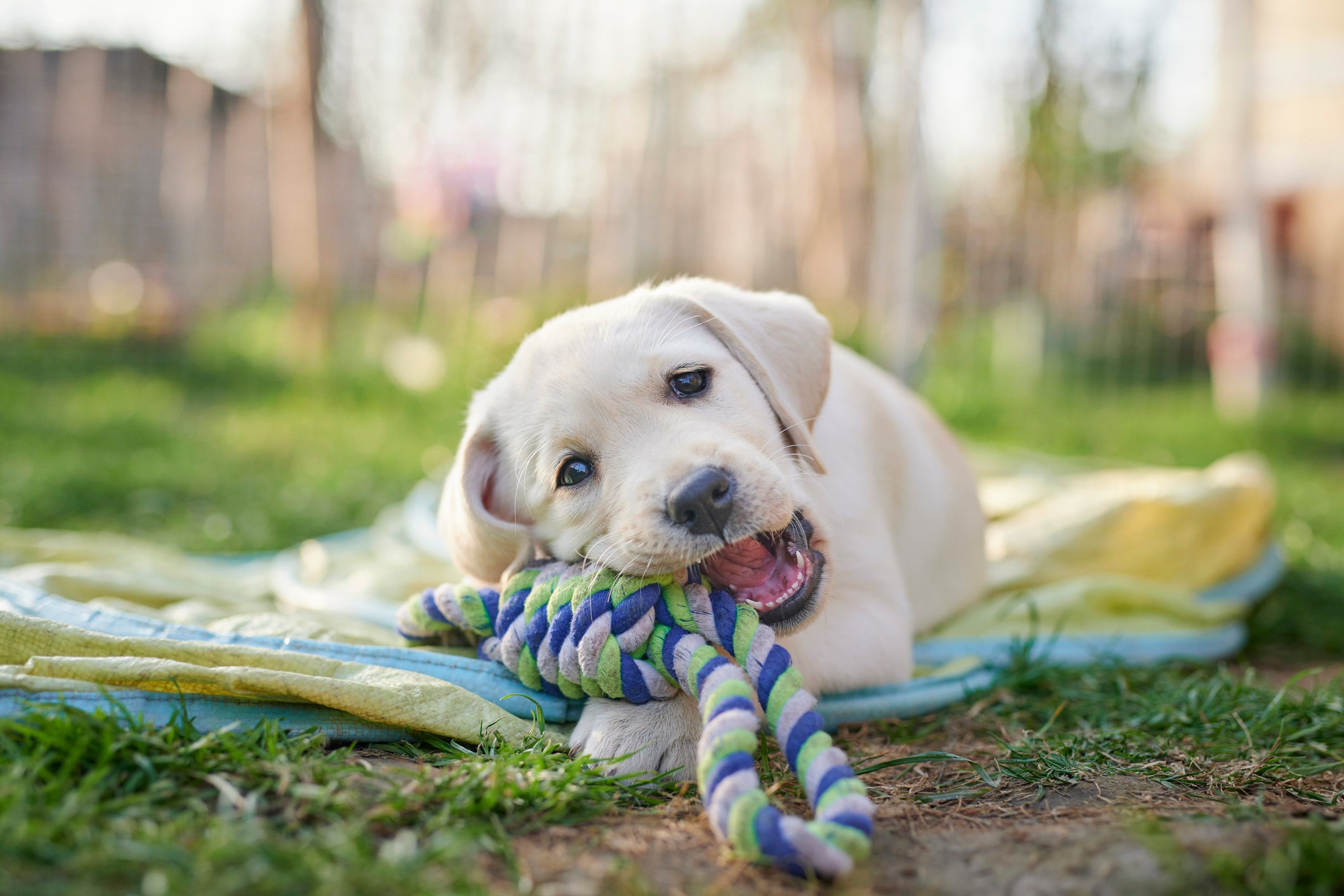 Cãozinho filhote mordendo brinquedo em gramado