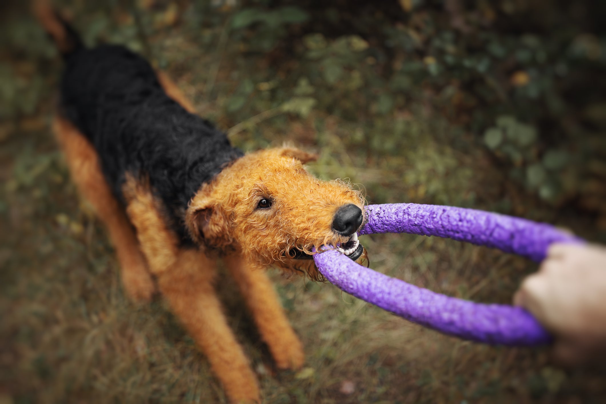 Cão Airedale Terrier brincando de morder brinquedo roxo segurado na outra ponta por pessoa