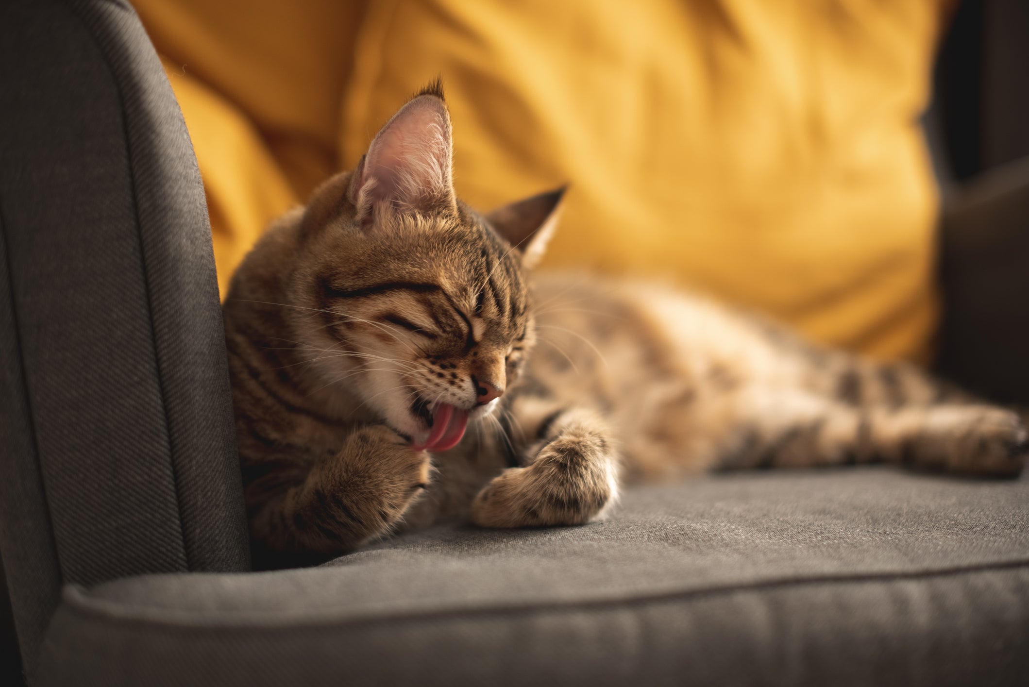 gato se lambendo deitado no sofá