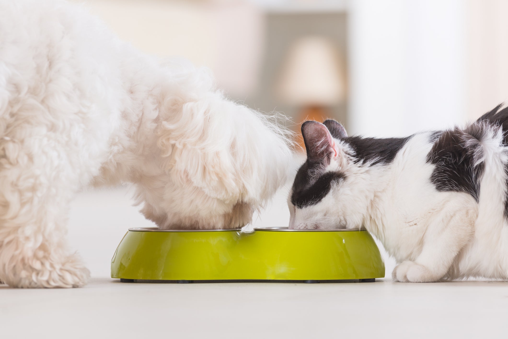 Cachorro e gato comendo juntos em pote duplo