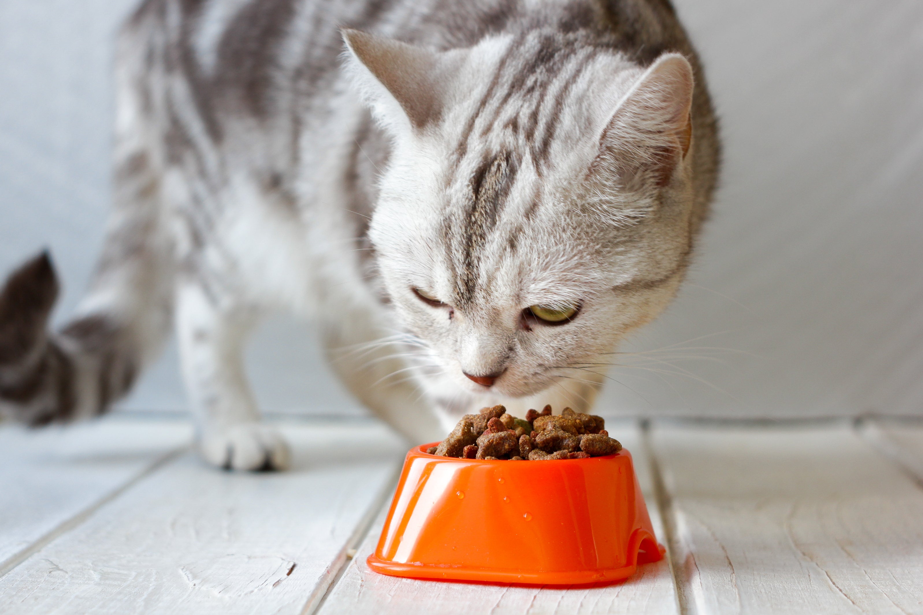 Gato cinza e branco comendo ração em pote laranja