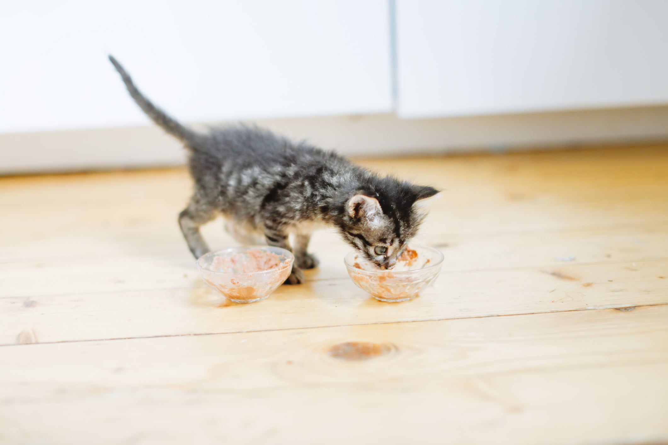 Gato filhote comendo em dois potes