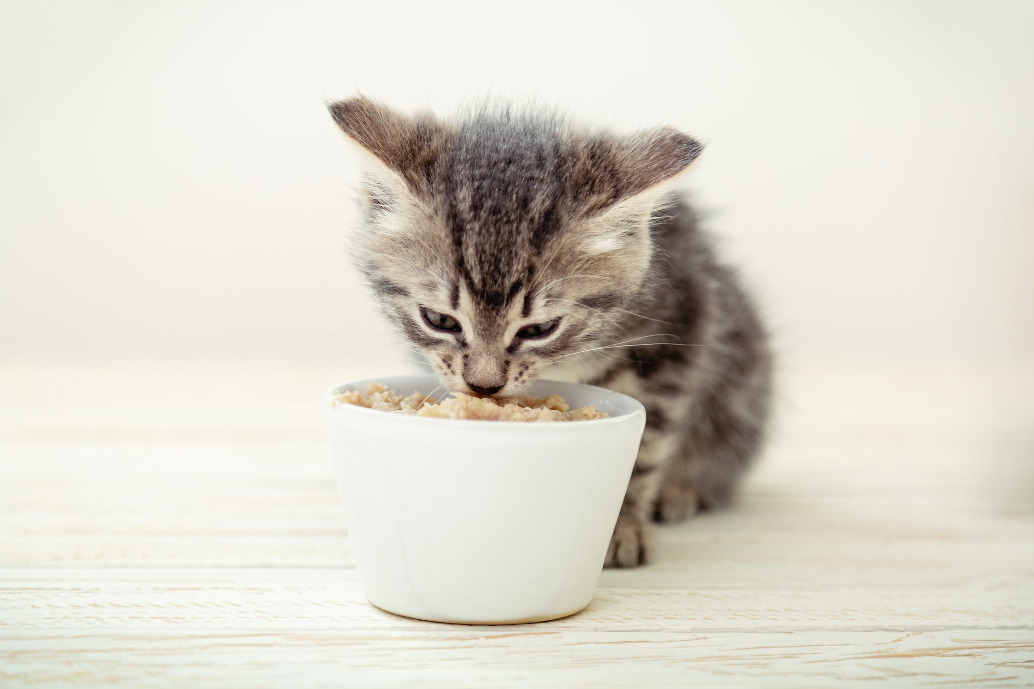 Gato filhote cinza comendo em pote branco