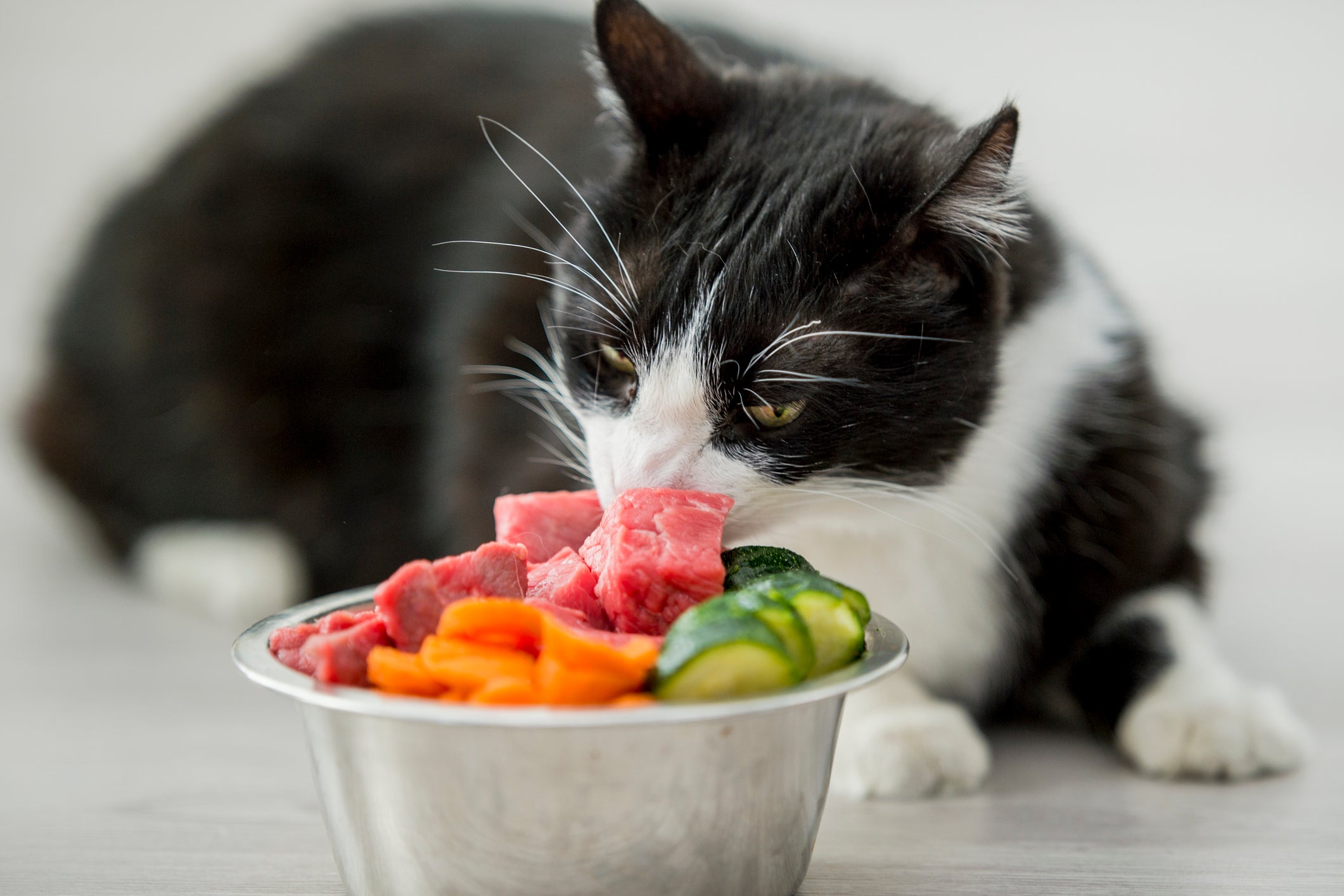 Gato preto e branco deitado e comendo refeição natural dentro de pote cinza