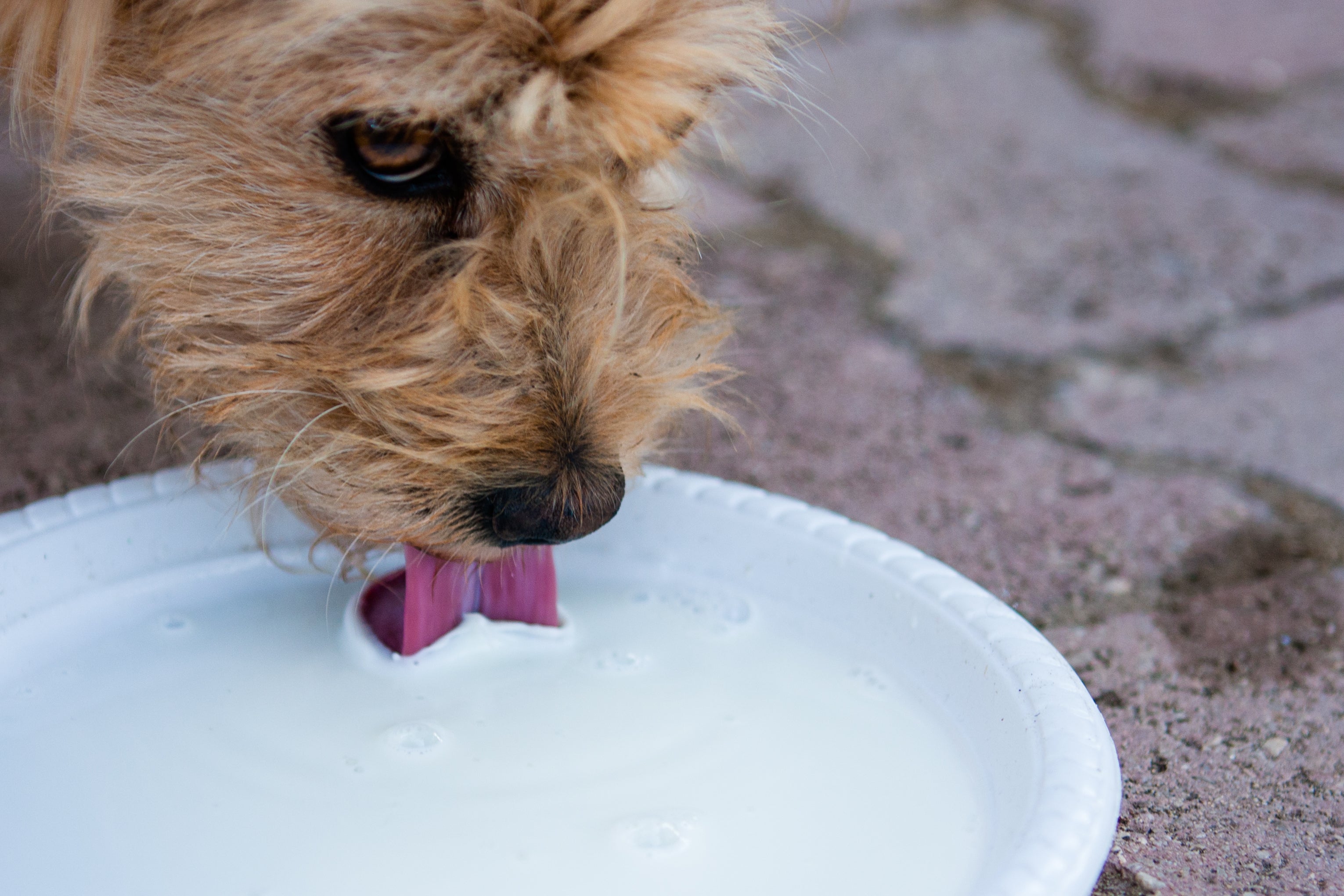 Cachorro tomando leite em pote branco