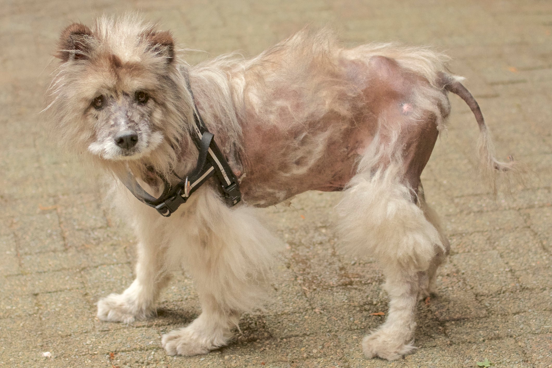 Cãozinho com alopecia