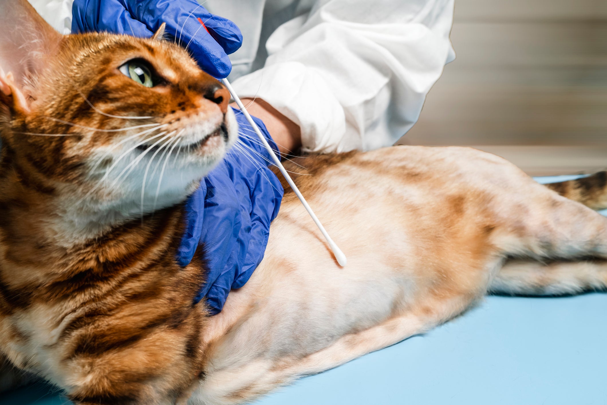Veterinário apontando alopecia em gato laranja