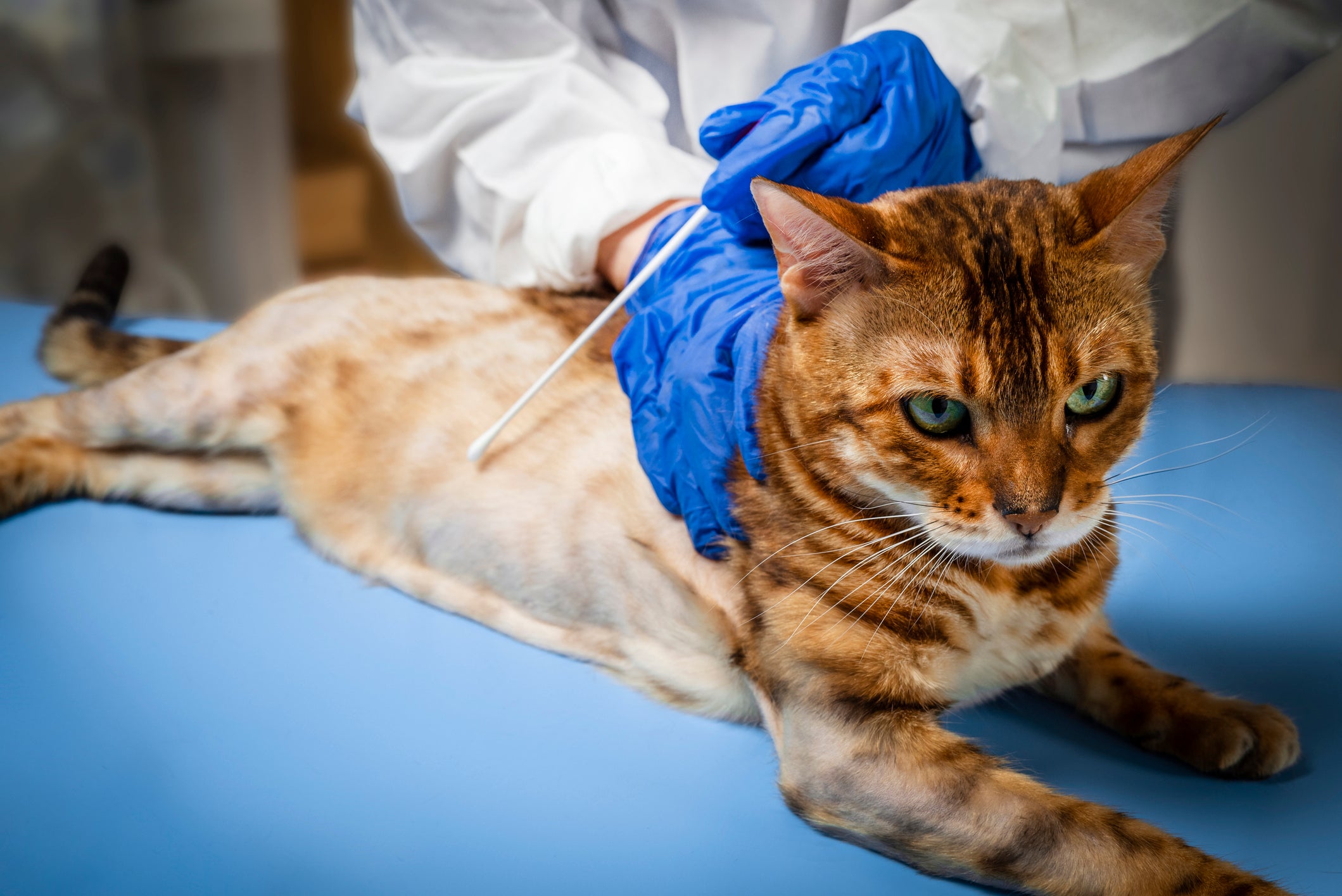 Gato laranja com alopecia em consultório veterinário