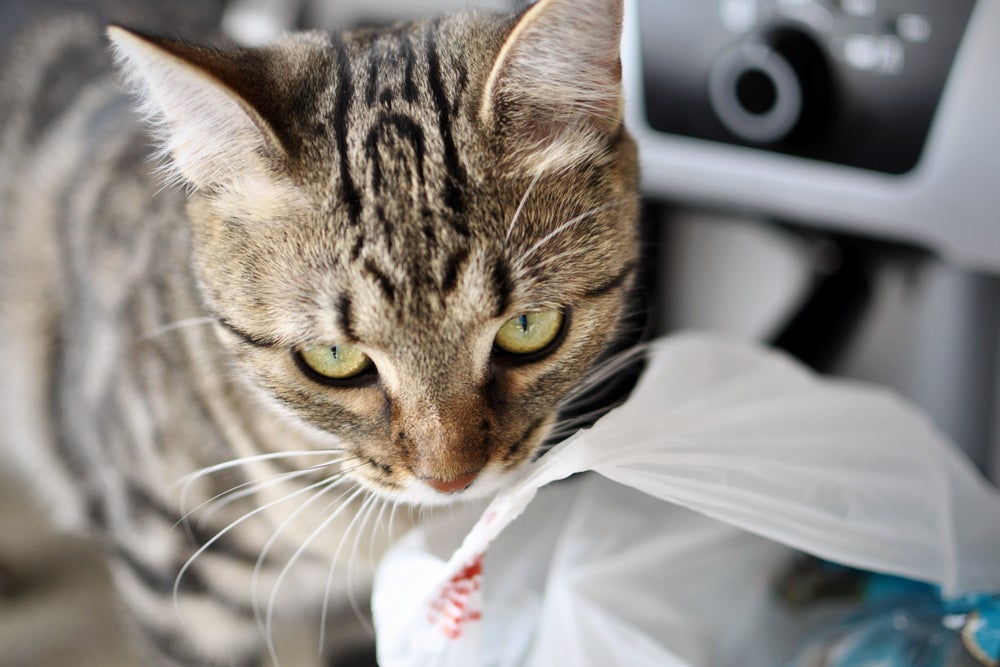 alotriofagia em gatos: gato lambendo sacola plástica