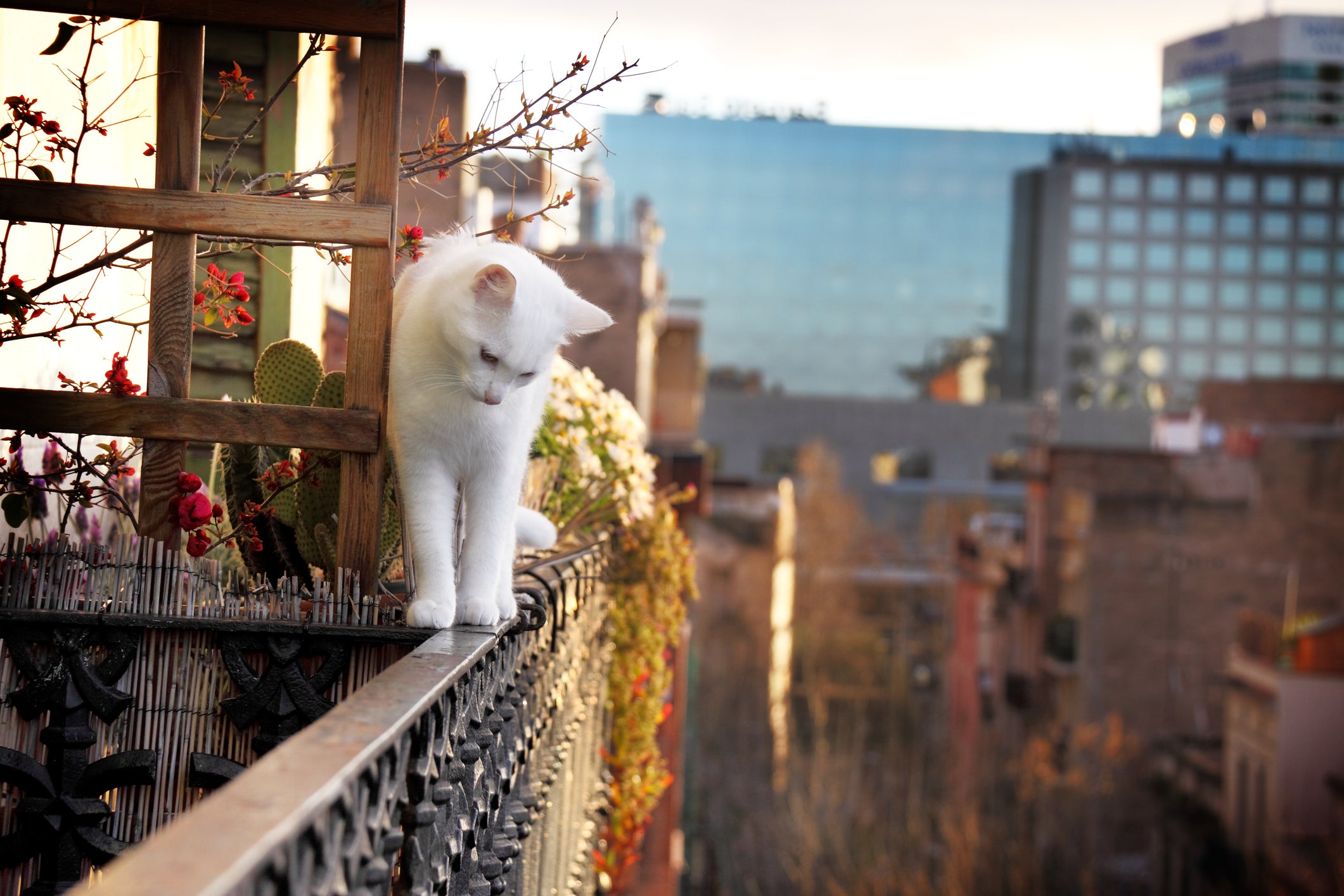 gato branco se equilibrando em muro de varanda
