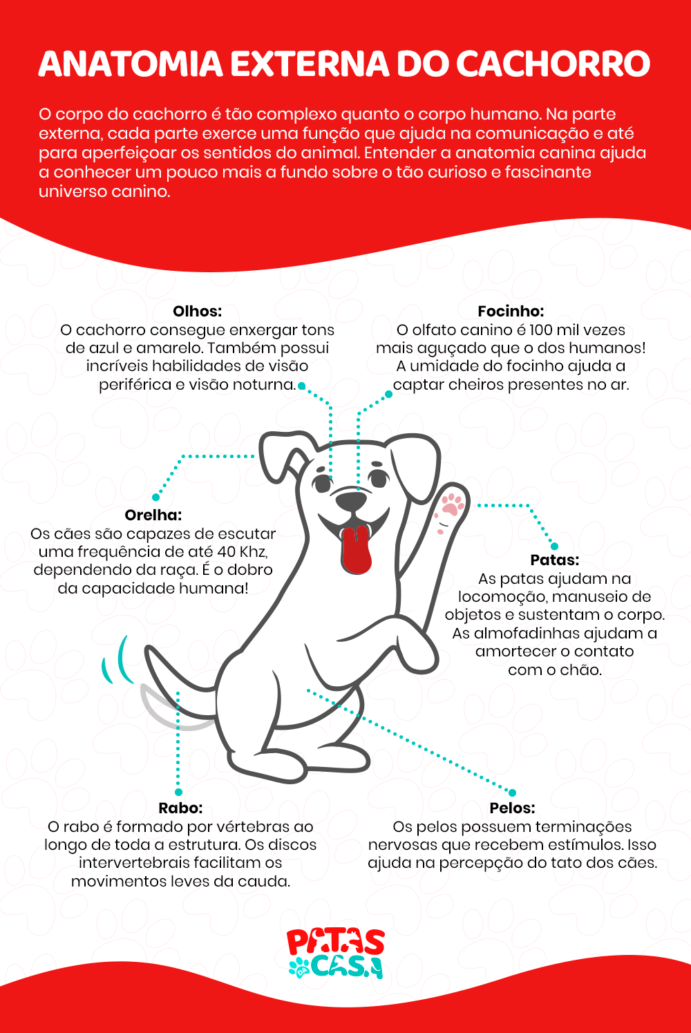 Infográfico mostrando a anatomia externa do cachorro
