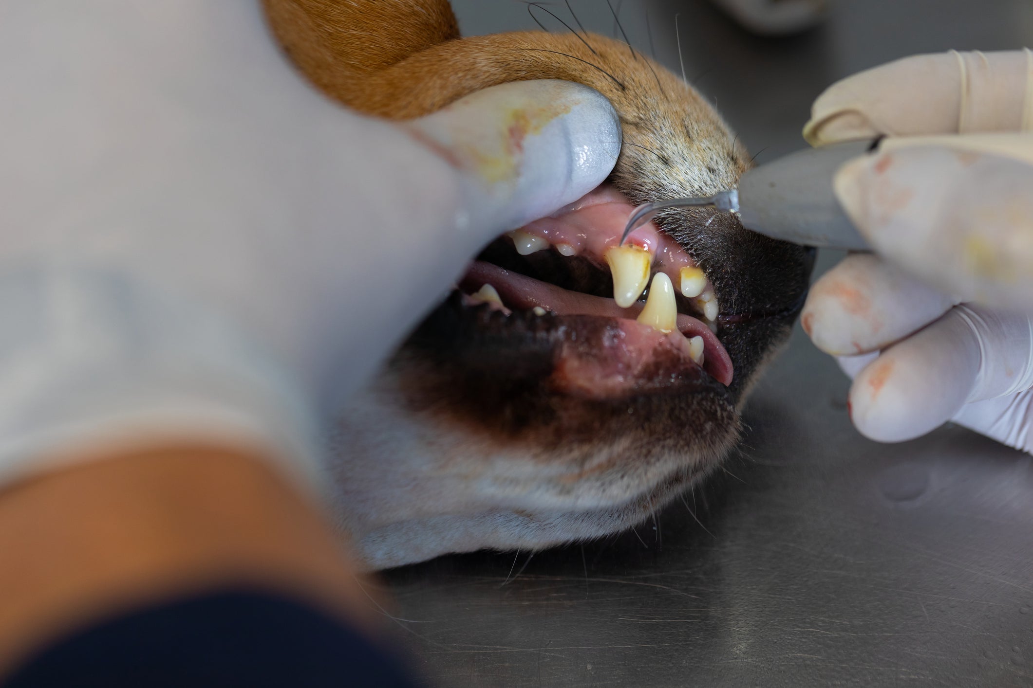 Veterinário limpando dentes de cachorro