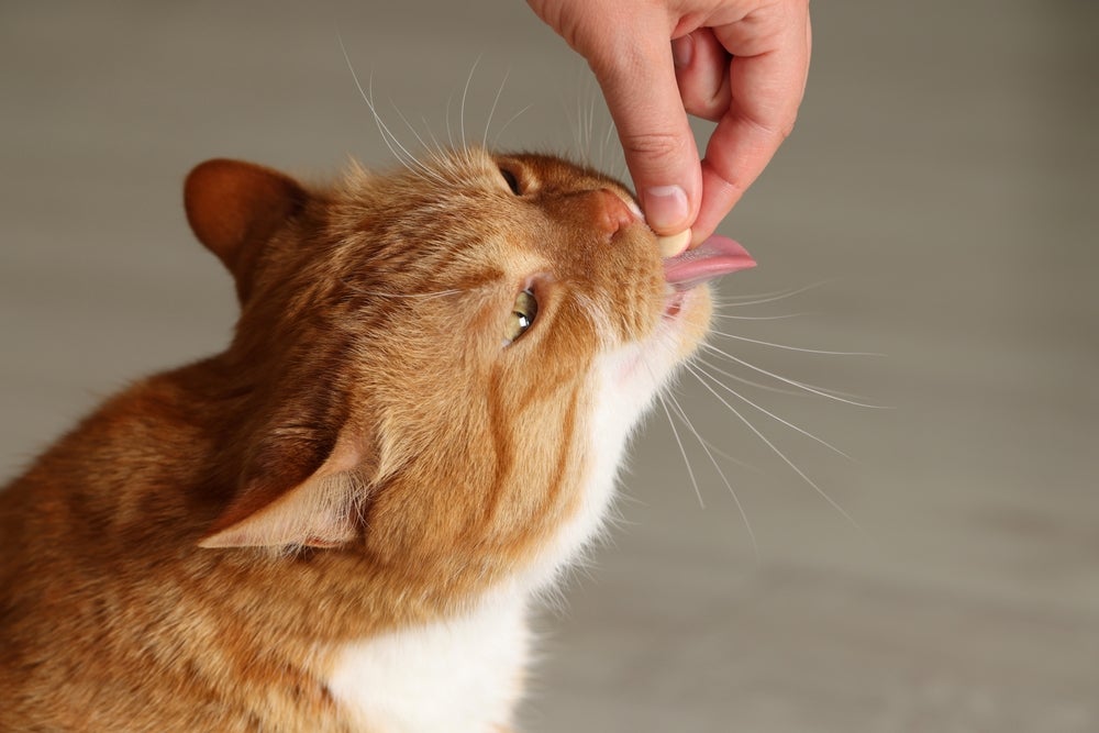 Felino laranja ingerindo um antipulgas para gatos em comprimido