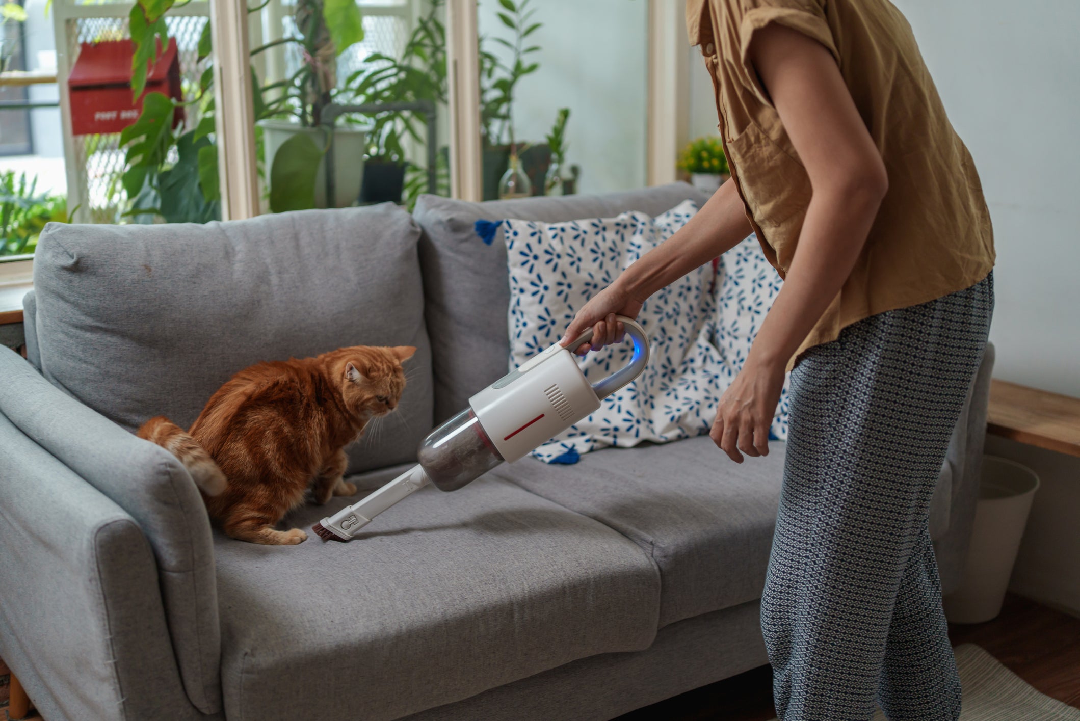 pessoa limpando sofá com aparelho enquanto gato laranja olha de perto