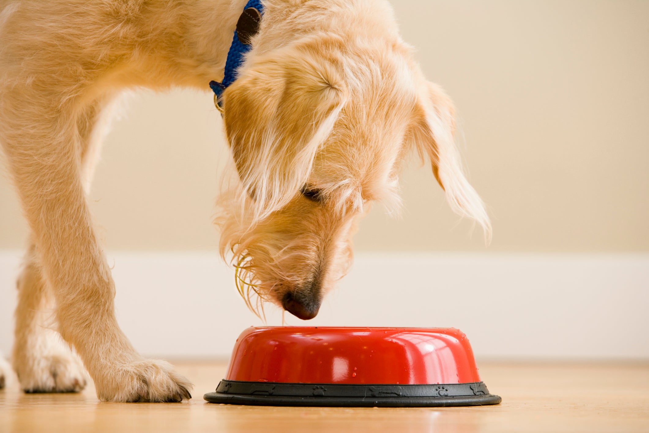 cachorro comendo no pote