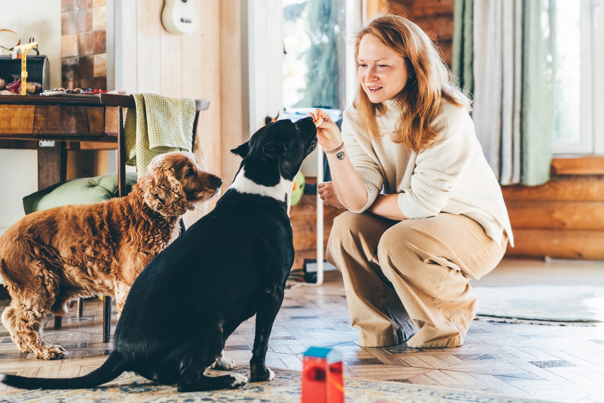 Mulher treinando dois cachorros em casa