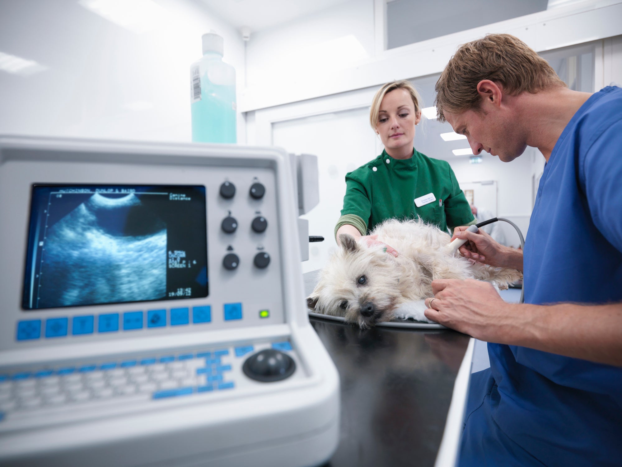 Cachorro em consultório sendo examinado por veterinários