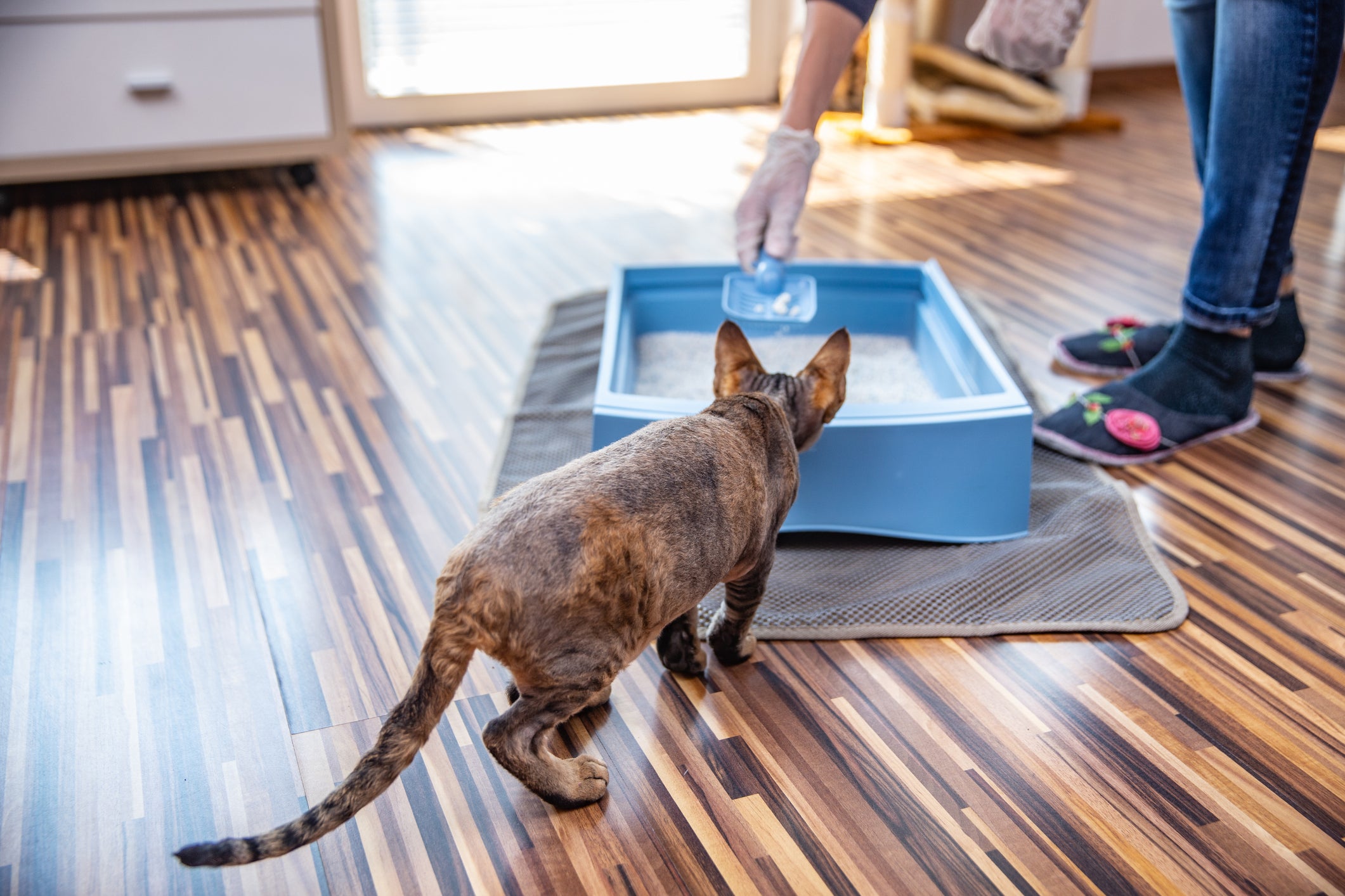 Gato olhando tutora limpar sua caixa de areia azul