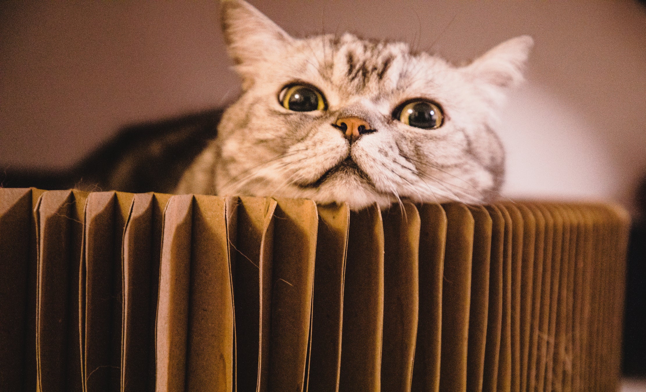 Gato em pedaço de papelão sanfonado