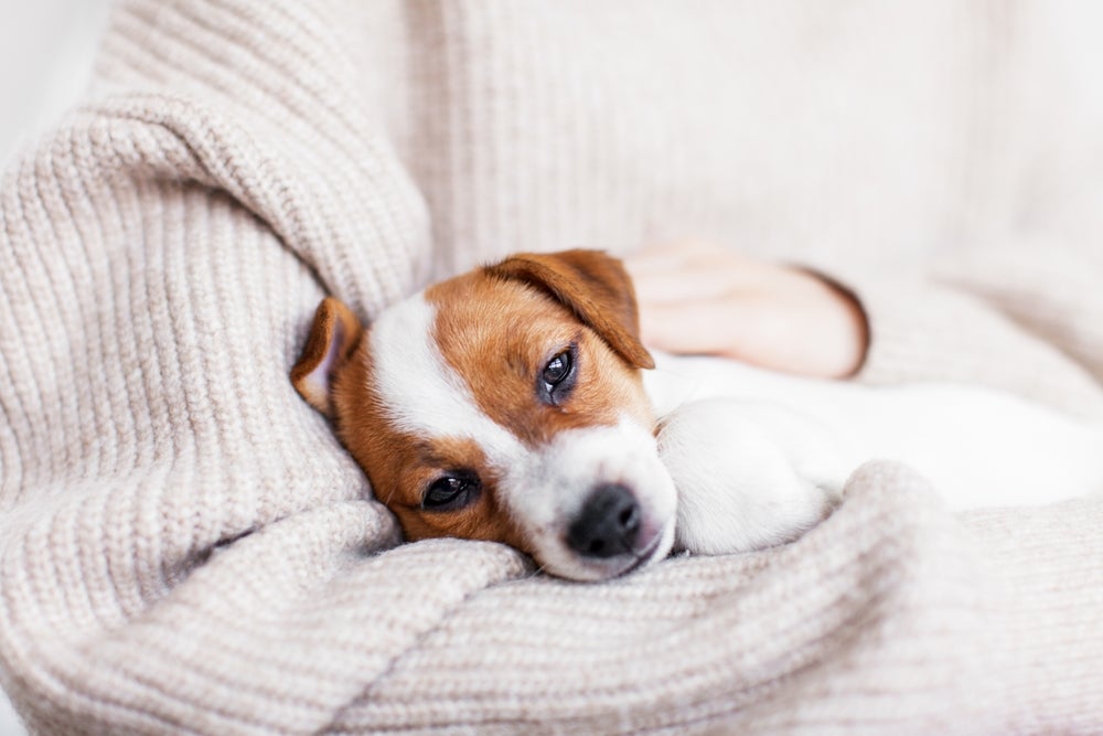 ascite em cães: cachorro filhote deitado no colo de pessoa