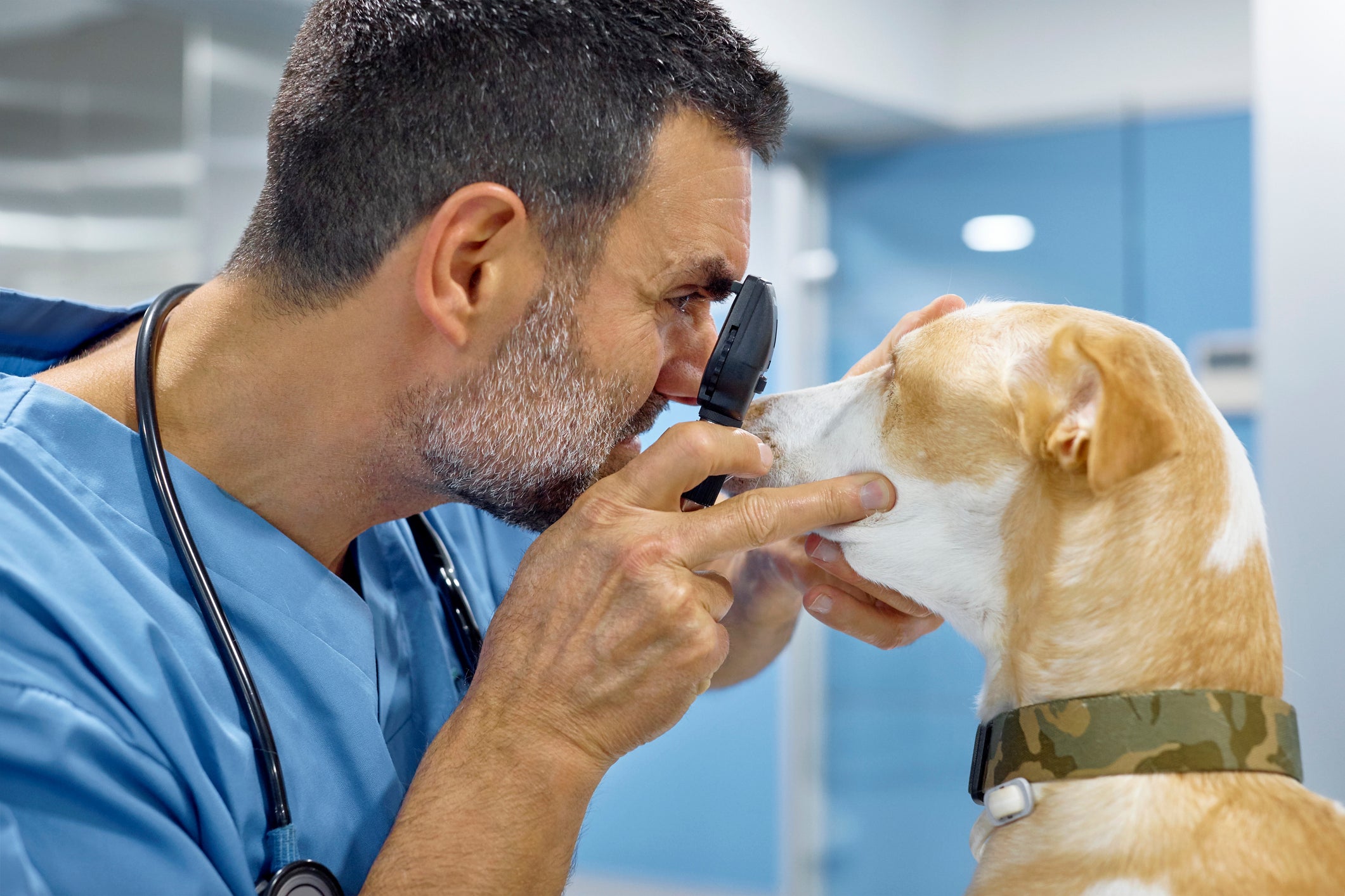 Veterinário examinando olhos de cachorro com uso de instrumento específico