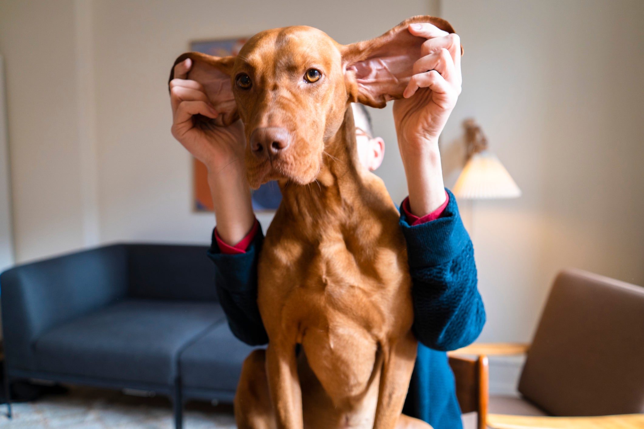 Humano levantando as grandes orelhas de cachorro em sala de estar