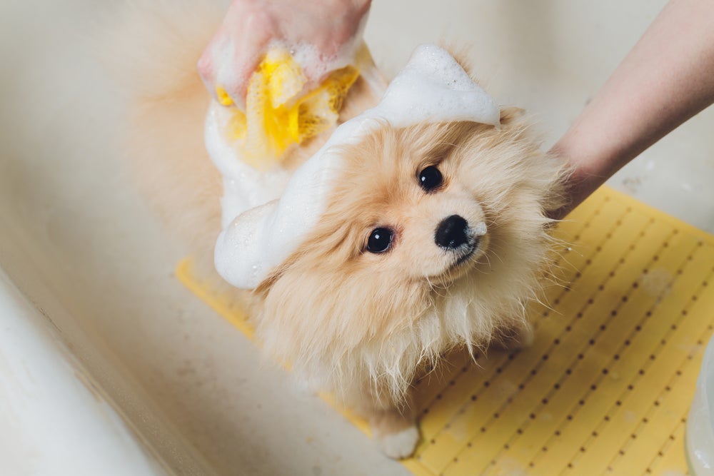 tutor dando banho em cachorro 