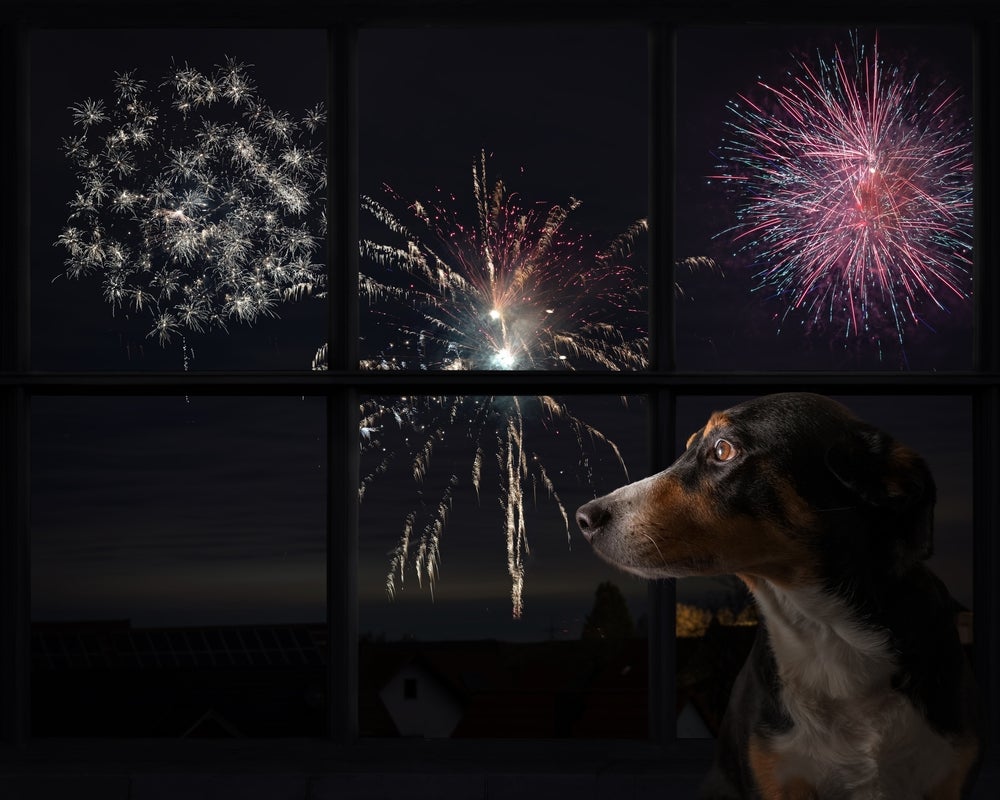 barulho que cachorro não gosta: cão olhando fogos de artifício