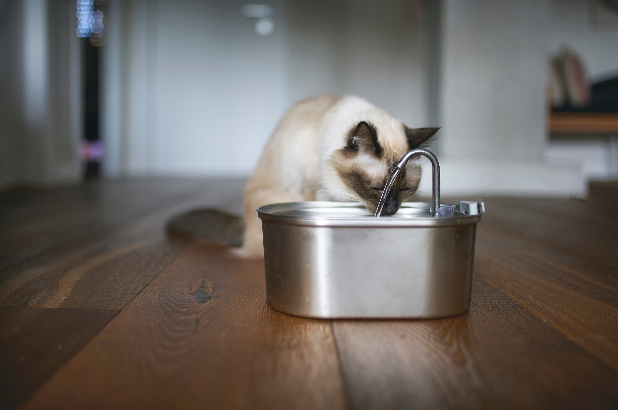 Gato bebendo água em bebedouro prateado