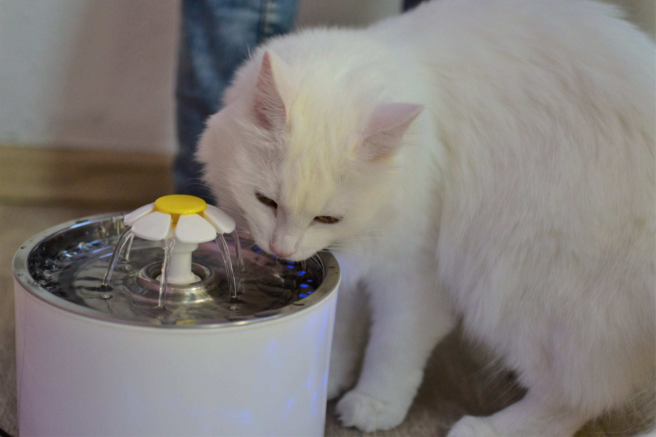 Gato branco bebendo água em fonte automática