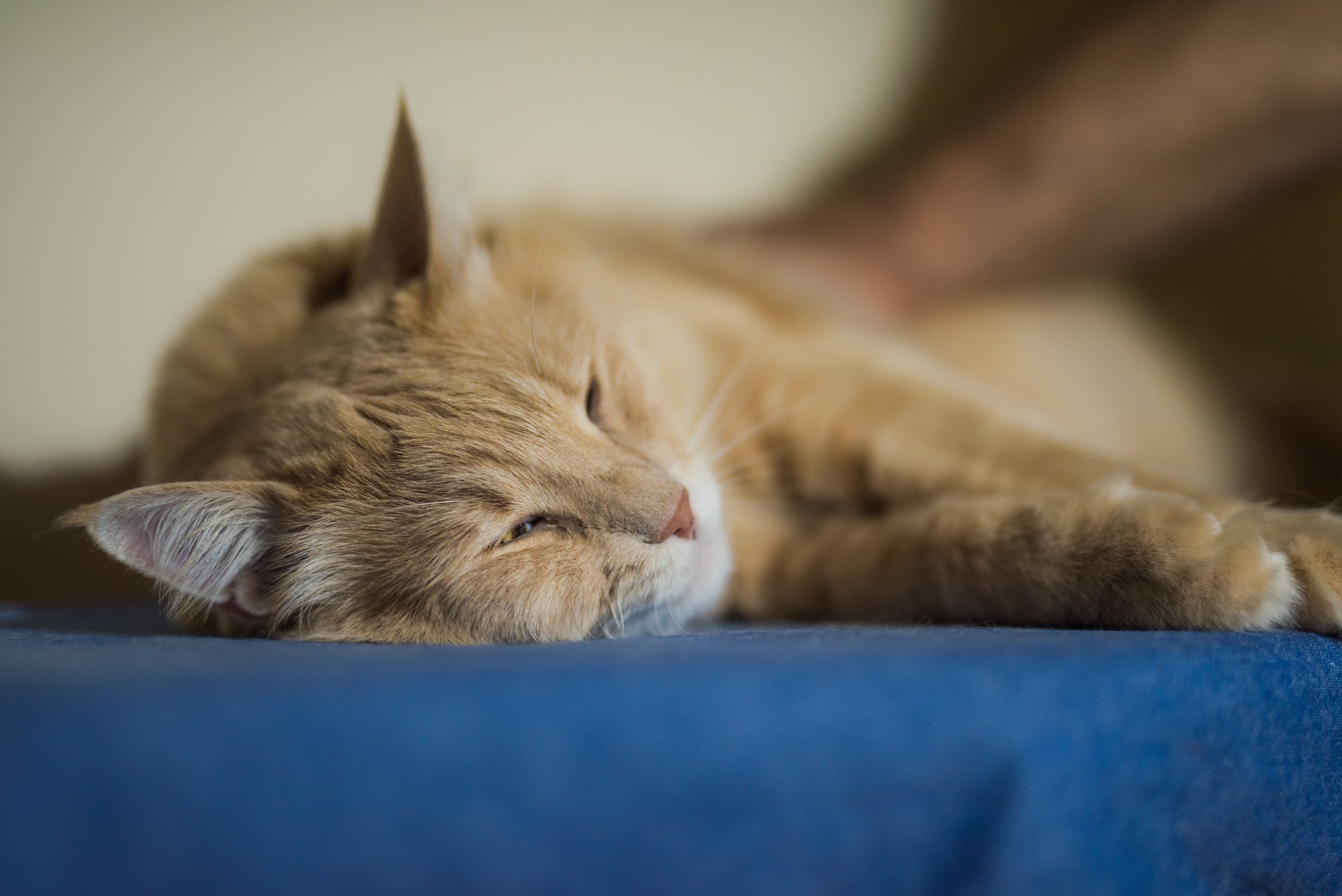 Gato laranja dormindo em cama com lençol azul
