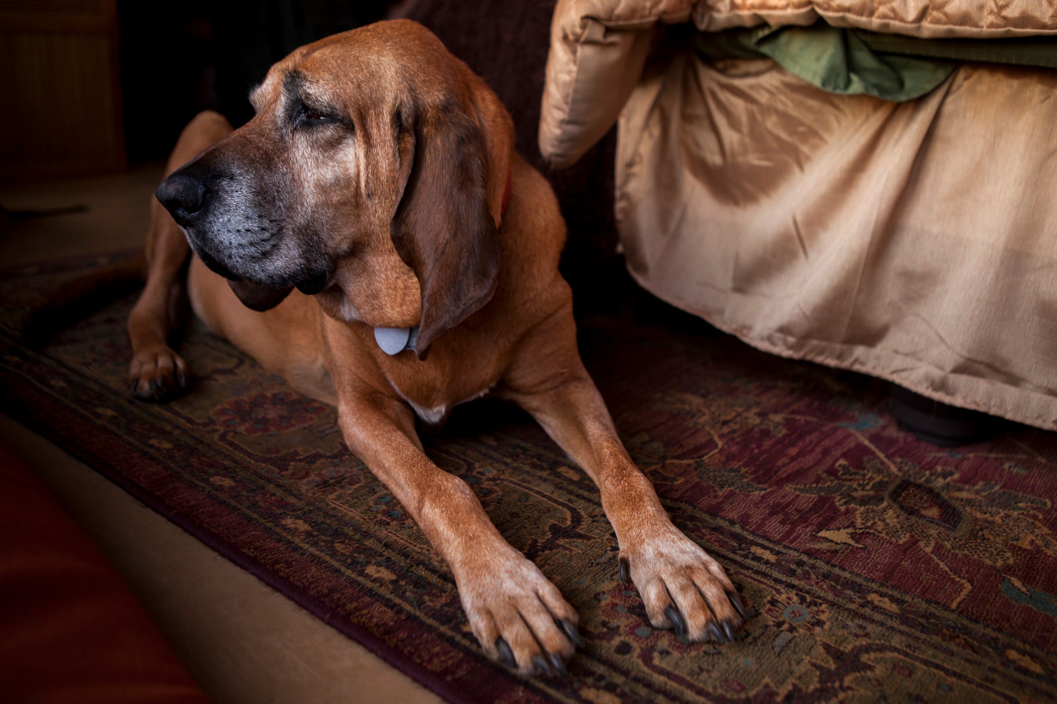 Cão Bloodhound deitado em cima de tapete