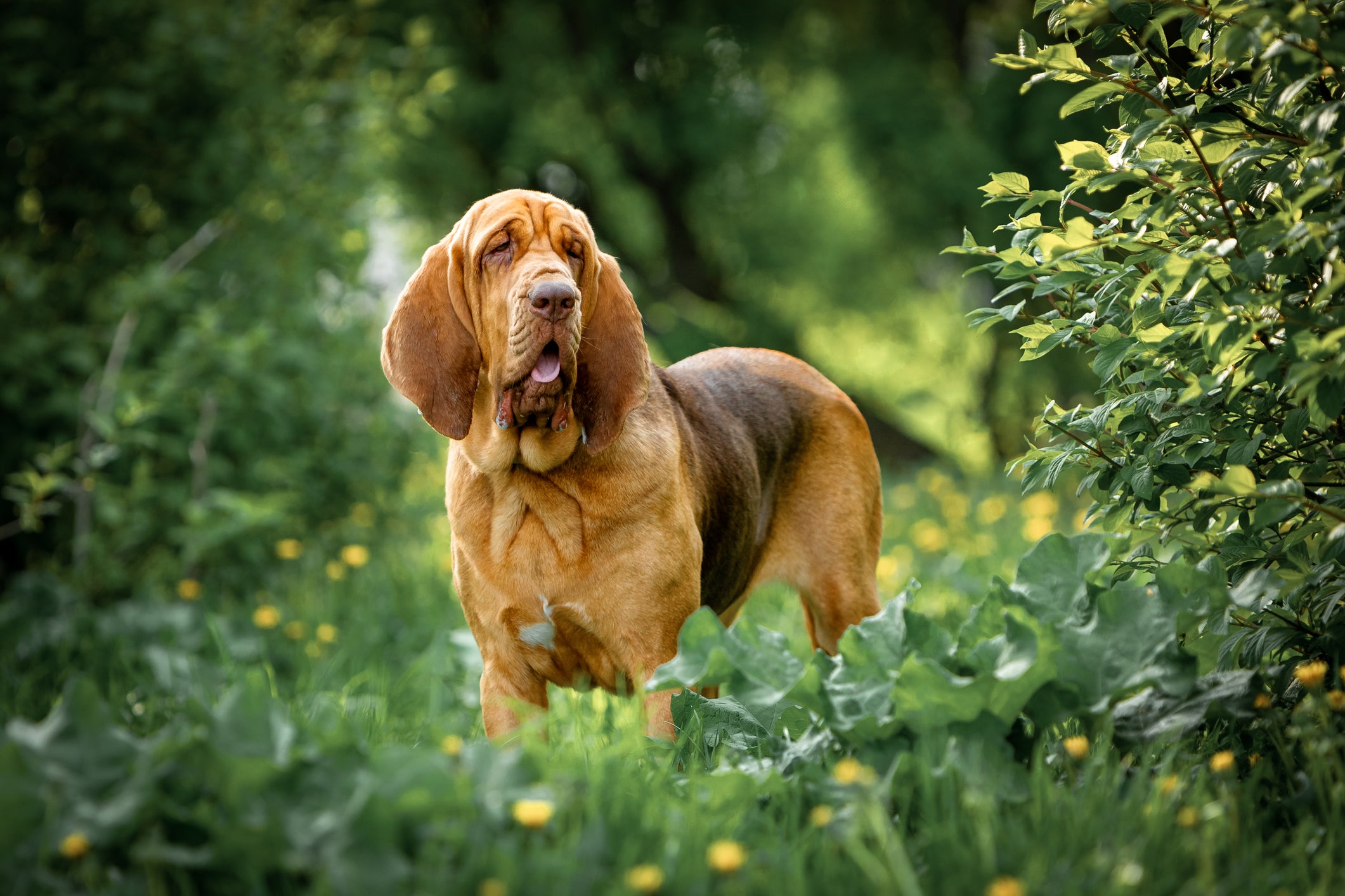 Cão Bloodhound em pé no meio do mato