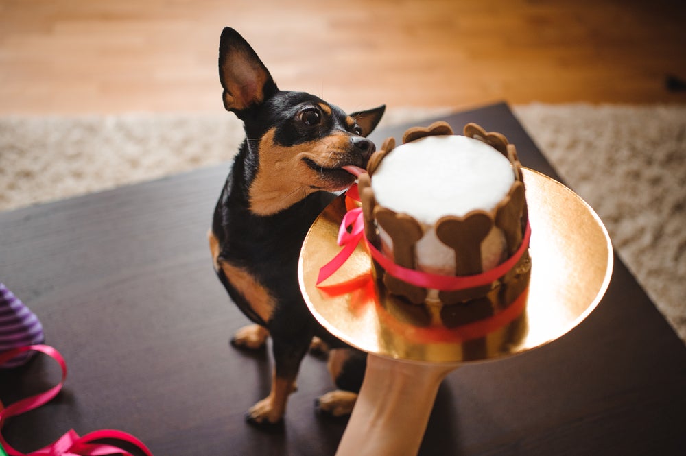 cão lambendo um bolo para cachorro