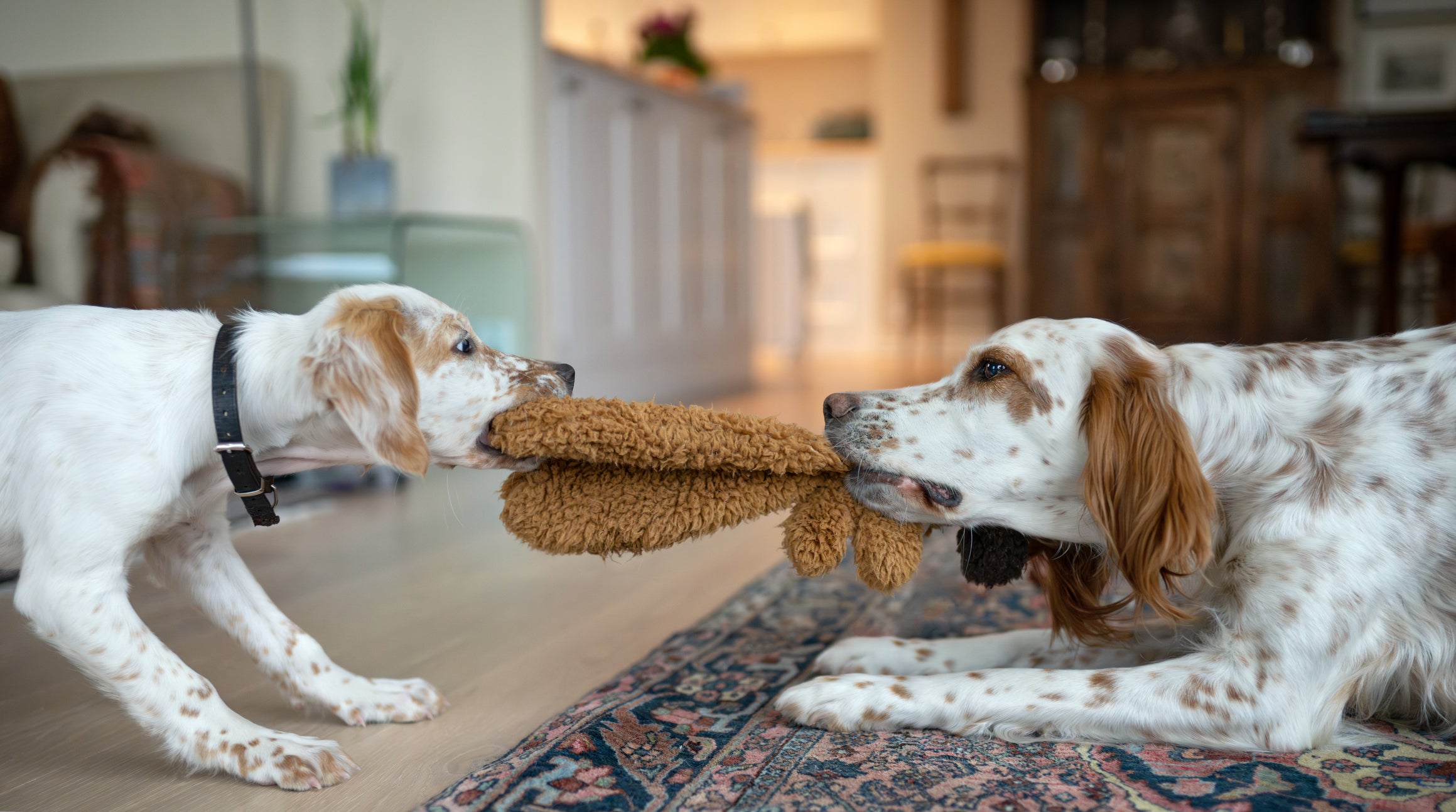 Dois cães disputando um pano, cada um mordendo de um lado