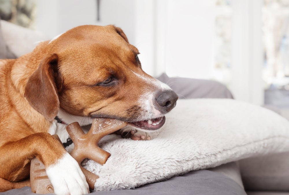 Cachorro mordendo brinquedo em cima de sofá